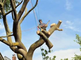 Emergency Tree Service