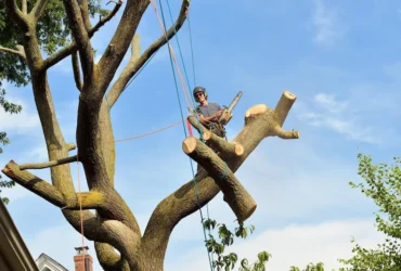 Emergency Tree Service